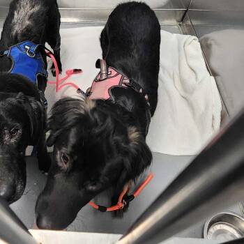 Miss Sippy -  Mixed Breed Dog for Adoption in Davenport, Iowa - Miss Sippy | PetCurious