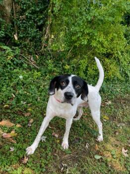 Maggie May -  Beagle Dog for Adoption in Maysville, Kentucky - Maggie May | PetCurious