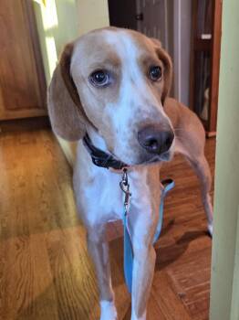 Mixed Breed Dogs Available for Adoption in Holbrook, New York - HANK | PetCurious