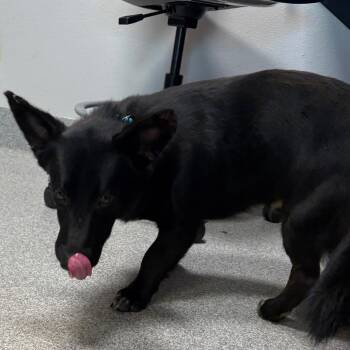 Mixed Breed Dogs Available for Adoption in Englewood, Florida - Seifer | PetCurious