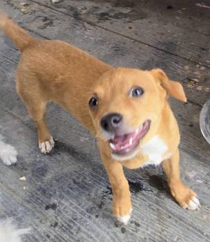 Simba -  Dachshund Dog for Adoption in Saint David, Arizona - Simba | PetCurious
