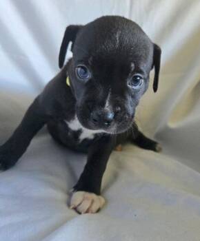 Parmesan - Mozzarella -  American Bulldog Dog for Adoption in Lakeland, Florida - Parmesan - Mozzarella | PetCurious