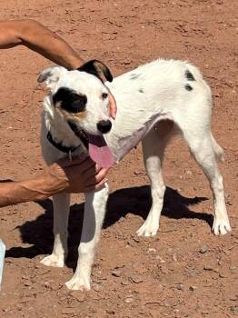 Halsey -  Border Collie and Mixed Breed Dog for Adoption in Evergreen, Colorado - Halsey | PetCurious