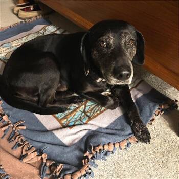 Labrador Retriever and Mixed Breed Dogs Available for Adoption in Fayetteville, Arkansas - Bear | PetCurious