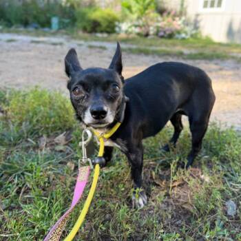 Cutie Pie -  Chihuahua Dog for Adoption in Phoenixville, Pennsylvania - Cutie Pie | PetCurious