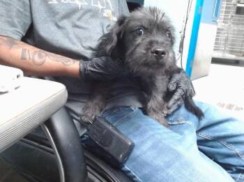 JIMMY CHOO -  French Bulldog and Cairn Terrier Dog for Adoption in Albuquerque, New Mexico - JIMMY CHOO | PetCurious