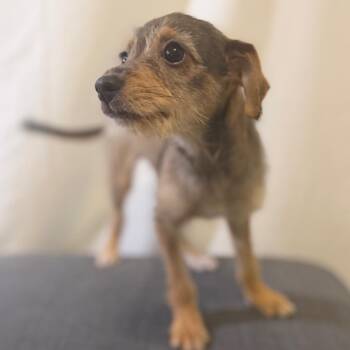 Lana Winters -  Terrier and Mixed Breed Dog for Adoption in Las Vegas, Nevada - Lana Winters | PetCurious