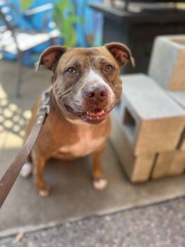 Rescue Pit Bull Terrier and American Staffordshire Terrier Dogs for Adoption in Sacramento, California - Bonnie | PetCurious