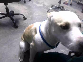 Labrador Retriever and Mixed Breed Dogs Available for Adoption - BEANY | PetCurious