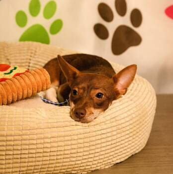 Chihuahua Dogs Available for Adoption in Brooklyn Center, Minnesota - Ginger | PetCurious