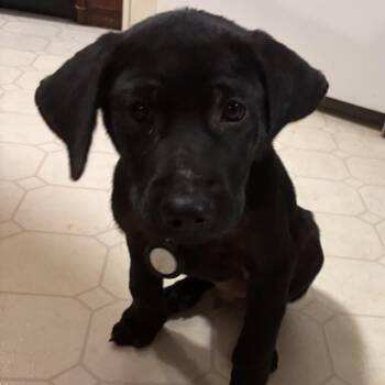Buddy -  Labrador Retriever Dog for Adoption in Enterprise, Alabama - Buddy | PetCurious
