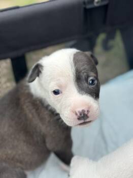 Racko -  Mixed Breed Dog for Adoption - Racko | PetCurious