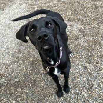 Dee -  Hound and Mixed Breed Dog for Adoption in Detroit, Michigan - Dee | PetCurious