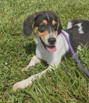 Chester -  Mixed Breed Dog for Adoption in Columbus, Indiana - Chester | PetCurious