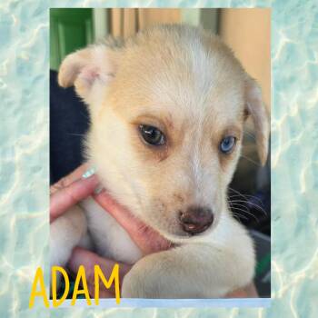 Adam -  Chihuahua Dog for Adoption in Eugene, Oregon - Adam | PetCurious