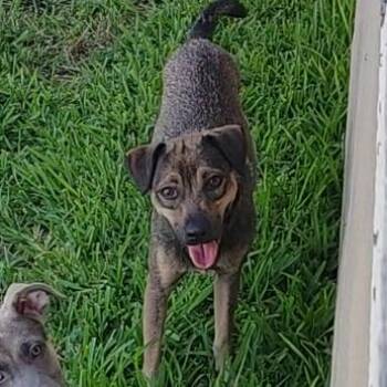 Rescue Terrier and Dachshund Dogs for Adoption in Seguin, Texas - Milo | PetCurious