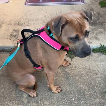 Ava -  Mixed Breed Dog for Adoption in Bartlett, Tennessee - Ava | PetCurious