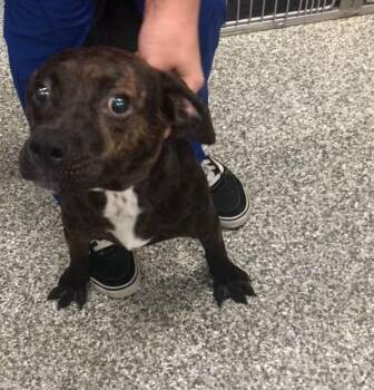 Fizz -  Beagle and Hound Dog for Adoption in Parma, Ohio - Fizz | PetCurious