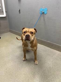 Pit Bull Terrier Dogs Available for Adoption in Las Vegas, Nevada - FLOYD MAYWEATHER | PetCurious