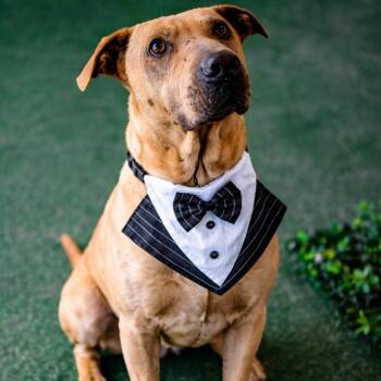Cash -  Shar Pei and Mixed Breed Dog for Adoption in Lucas, Texas - Cash | PetCurious