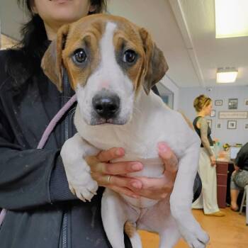 Mixed Breed Dogs Available for Adoption in Clarksville, Arkansas - Taffeta | PetCurious