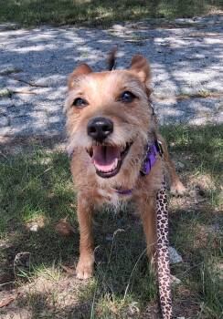 Bella -  Jack Russell Terrier Dog for Adoption in Attleboro, Massachusetts - Bella | PetCurious