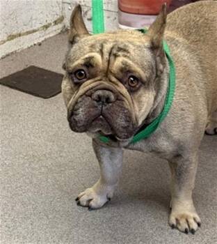 French Bulldog Dogs Available for Adoption in San Bernardino, California - ALFREDO | PetCurious