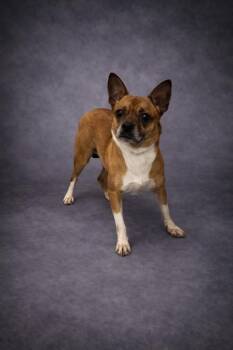 Chihuahua and Mixed Breed Dogs Available for Adoption in Winter Haven, Florida - MOLLY | PetCurious