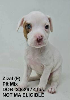 Pit Bull Terrier Dogs Available for Adoption in Pomfret, Connecticut - ZIZAL | PetCurious