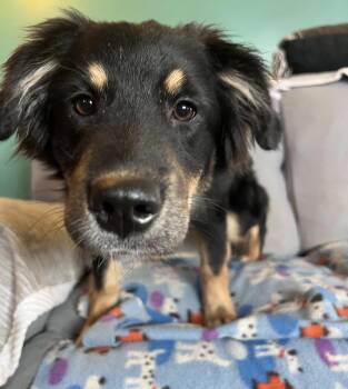 Australian Shepherd Dogs Available for Adoption in Pembroke, Massachusetts - Etta | PetCurious