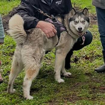 SITKA -  Siberian Husky Dog for Adoption in Richmond, California - SITKA | PetCurious