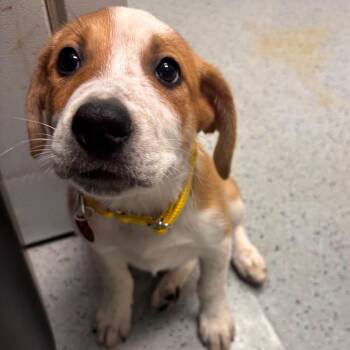 Husky and Mixed Breed Dogs Available for Adoption in Lenexa, Kansas - Freckles | PetCurious