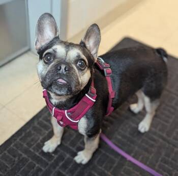 French Bulldog Dogs Available for Adoption - Thea | PetCurious