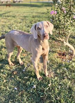 Jolene 0526 -  Weimaraner Dog for Adoption in Rutherfordton, North Carolina - Jolene 0526 | PetCurious