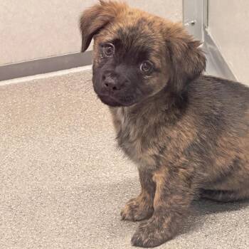 Sassafras -  Mixed Breed Dog for Adoption in Hailey, Idaho - Sassafras | PetCurious