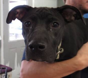 Rescue Labrador Retriever and Terrier Dogs for Adoption in West Memphis, Arkansas - Gracie | PetCurious