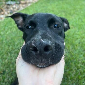 Bones -  American Staffordshire Terrier Dog for Adoption in Bryan, Texas - Bones | PetCurious
