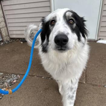 Great Pyrenees Dogs Available for Adoption - Apollo | PetCurious