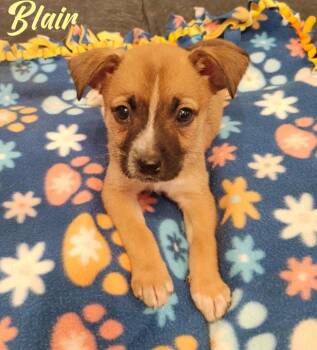 Rescue Beagle Dogs for Adoption in Elburn, Illinois - Blair | PetCurious
