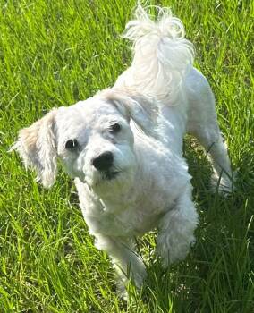 Hank -  Maltese Dog for Adoption in Meridian, Mississippi - Hank | PetCurious