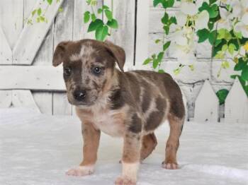 NIGEL -  Catahoula Leopard Dog and Mixed Breed Dog for Adoption in Oroville, California - NIGEL | PetCurious