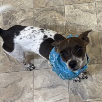 Chihuahua Dogs Available for Adoption in Pilot Point, Texas - Doug | PetCurious