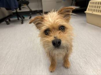 Cairn Terrier and Mixed Breed Dogs Available for Adoption in Colorado Springs, Colorado - FIEVEL | PetCurious