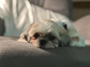 Butterfly -  Shih Tzu Dog for Adoption in Pottstown, Pennsylvania - Butterfly | PetCurious