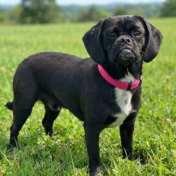 June Carter -  Pug and Mixed Breed Dog for Adoption in Las Vegas, Nevada - June Carter | PetCurious