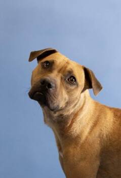 Rusty -  Black Mouth Cur Dog Available for Adoption in Clarksville, Tennessee - Rusty | PetCurious