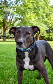 Nick -  Labrador Retriever and Pit Bull Terrier Dog for Adoption in Yakima, Washington - Nick | PetCurious