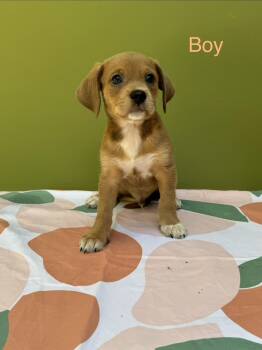 Dachshund Cogri Litter -  Dachshund and Corgi Dog for Adoption in Garland, Texas - Dachshund Cogri Litter | PetCurious