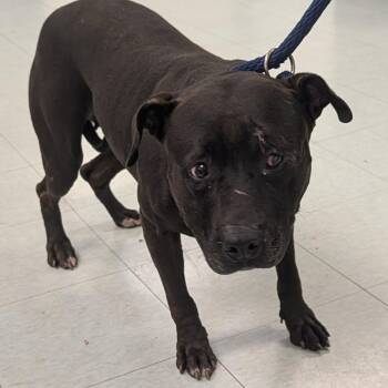 Ducky -  Mixed Breed Dog for Adoption in Philadelphia, Pennsylvania - Ducky | PetCurious