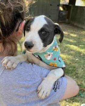 Rescue Hound Dogs for Adoption in Manchester, Connecticut - Carter | PetCurious